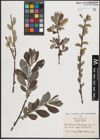 Foto von Salix cinerea L.